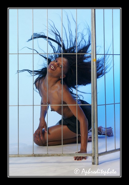 121 Une panthère noire en cage 6